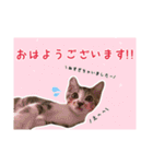 預かりボラと保護猫達（個別スタンプ：13）