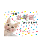 預かりボラと保護猫達（個別スタンプ：14）