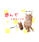 預かりボラと保護猫達（個別スタンプ：15）