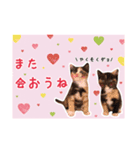 預かりボラと保護猫達（個別スタンプ：16）