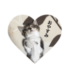 私の家猫の日常（個別スタンプ：6）