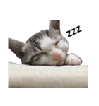 私の家猫の日常（個別スタンプ：9）