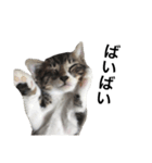 私の家猫の日常（個別スタンプ：10）