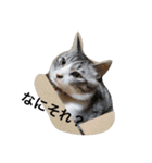 私の家猫の日常（個別スタンプ：19）