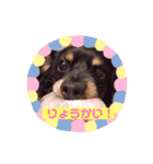 きのちょこしょこら（個別スタンプ：1）