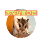 きのちょこしょこら（個別スタンプ：3）