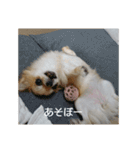 チワワのLilyとうさぎのmimi（個別スタンプ：1）