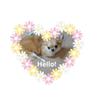 チワワのLilyとうさぎのmimi（個別スタンプ：2）