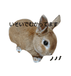 チワワのLilyとうさぎのmimi（個別スタンプ：3）