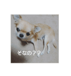 チワワのLilyとうさぎのmimi（個別スタンプ：5）