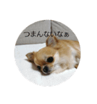 チワワのLilyとうさぎのmimi（個別スタンプ：7）