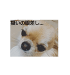 チワワのLilyとうさぎのmimi（個別スタンプ：8）