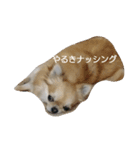チワワのLilyとうさぎのmimi（個別スタンプ：10）