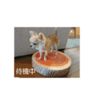 チワワのLilyとうさぎのmimi（個別スタンプ：11）