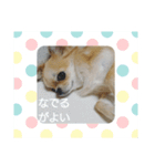 チワワのLilyとうさぎのmimi（個別スタンプ：12）