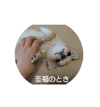チワワのLilyとうさぎのmimi（個別スタンプ：15）