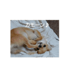 チワワのLilyとうさぎのmimi（個別スタンプ：17）