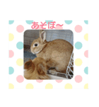 チワワのLilyとうさぎのmimi（個別スタンプ：19）