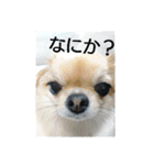 チワワのLilyとうさぎのmimi（個別スタンプ：23）