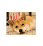 柴犬 龍のスタンプ2（個別スタンプ：1）