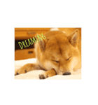 柴犬 龍のスタンプ2（個別スタンプ：2）