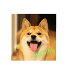 柴犬 龍のスタンプ2（個別スタンプ：3）