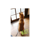 柴犬 龍のスタンプ2（個別スタンプ：6）