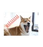 柴犬 龍のスタンプ2（個別スタンプ：8）