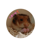 ゴールデンハムさん（個別スタンプ：3）