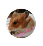 ゴールデンハムさん（個別スタンプ：6）