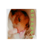 ゴールデンハムさん（個別スタンプ：7）