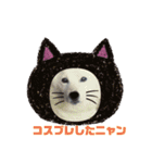 タロー君のハロウィンコスプレスタンプ（個別スタンプ：1）