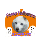 タロー君のハロウィンコスプレスタンプ（個別スタンプ：2）