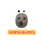 タロー君のハロウィンコスプレスタンプ（個別スタンプ：4）