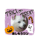 タロー君のハロウィンコスプレスタンプ（個別スタンプ：7）