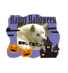 タロー君のハロウィンコスプレスタンプ（個別スタンプ：8）