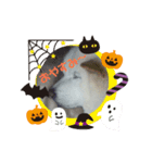 タロー君のハロウィンコスプレスタンプ（個別スタンプ：12）