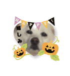 タロー君のハロウィンコスプレスタンプ（個別スタンプ：13）
