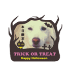 タロー君のハロウィンコスプレスタンプ（個別スタンプ：14）