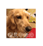 Lunaっちだよ〜 。2（個別スタンプ：11）