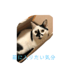 梅ちゃんのスタンプ（個別スタンプ：3）