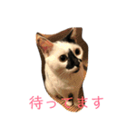 梅ちゃんのスタンプ（個別スタンプ：5）