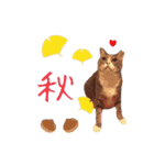 猫にゃ・にゃ・にゃ！part9（個別スタンプ：2）