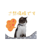 猫にゃ・にゃ・にゃ！part9（個別スタンプ：7）