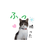 猫にゃ・にゃ・にゃ！part9（個別スタンプ：15）