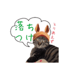 猫にゃ・にゃ・にゃ！part9（個別スタンプ：22）