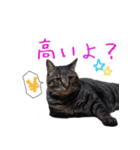 猫にゃ・にゃ・にゃ！part9（個別スタンプ：23）