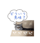 猫にゃ・にゃ・にゃ！part9（個別スタンプ：25）