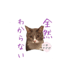 猫にゃ・にゃ・にゃ！part9（個別スタンプ：26）