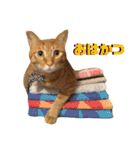 かつおとわかめ②〜かつお編〜（個別スタンプ：1）